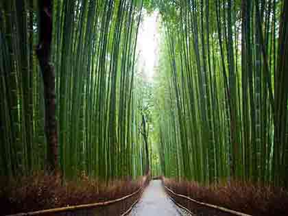 Kyoto's Bamboo Forest: Serene Pathway Between Tall Trees, Photographed by Wiesław Sadurski.