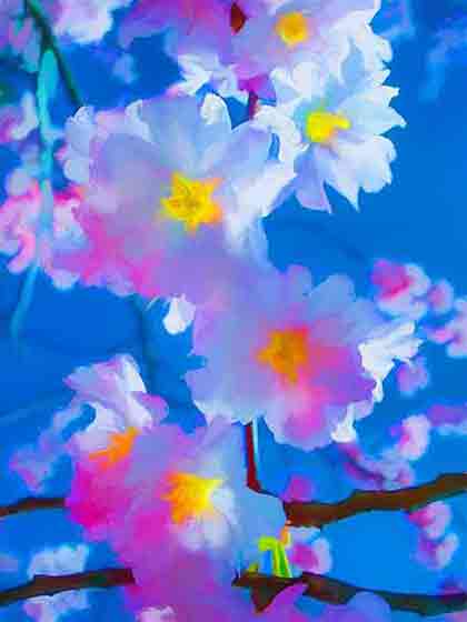 Cherry Blossoms Skyward: White and Pink Flowers Digital Art by Wiesław Sadurski.