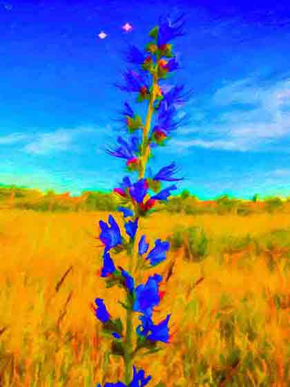 Blueweed in Summer Fields Blueweed in Summer Fields, digital painting on Art Canvas Print by Wieslaw Sadurski