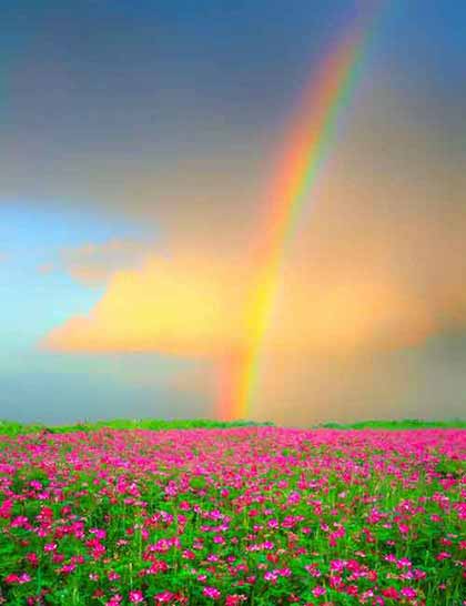 Flowerfield Rainbow Flowerfield Rainbow, digital landscape painting on Art Canvas Print by Wieslaw Sadurski