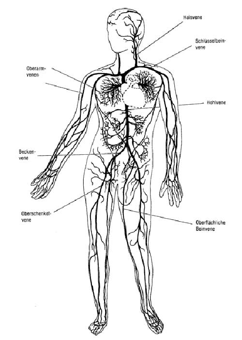 Veins and aortas Veins and aortas, Anatomical Atlas of Man by Wieslaw Sadurski
