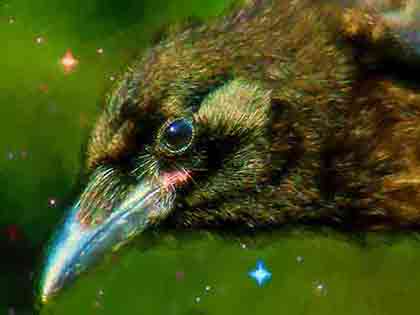 Crow Bird large head seen from profile against green-black night with stars; by Wiesław Sadurski
