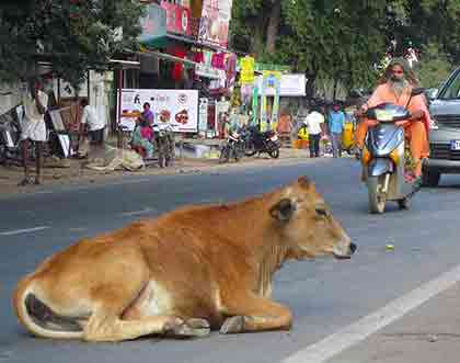 India street: holy cow lying on roadway and Swami riding on a bike; photo by Wiesław Sadurski