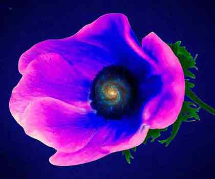 Cosmic Event A single purple flower with a spiral galaxy at its heart, set against a deep blue cosmic space