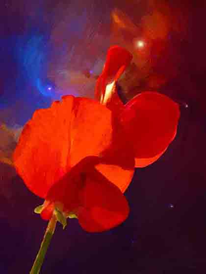 Cosmic painting, huge Vetch red flower opens in stellar Space; by Wiesław Sadurski