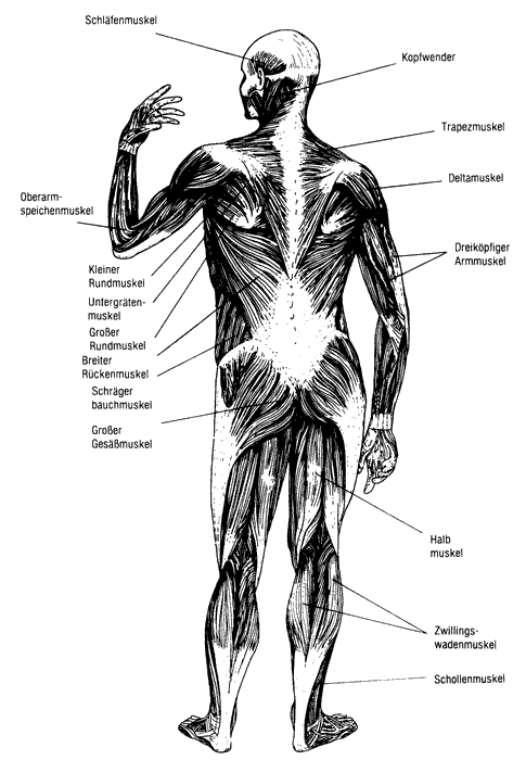 Muscle System, Back View, Anatomical Atlas of Man