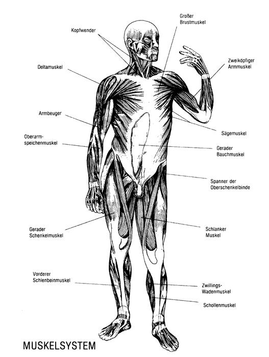 Muscle System Front View, Anatomical Atlas of Man