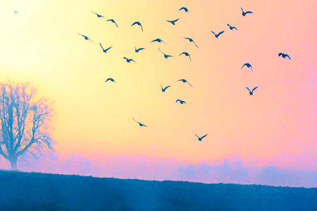 Birds flying above the foggy fields of sunrise landscape; by Wiesław Sadurski
