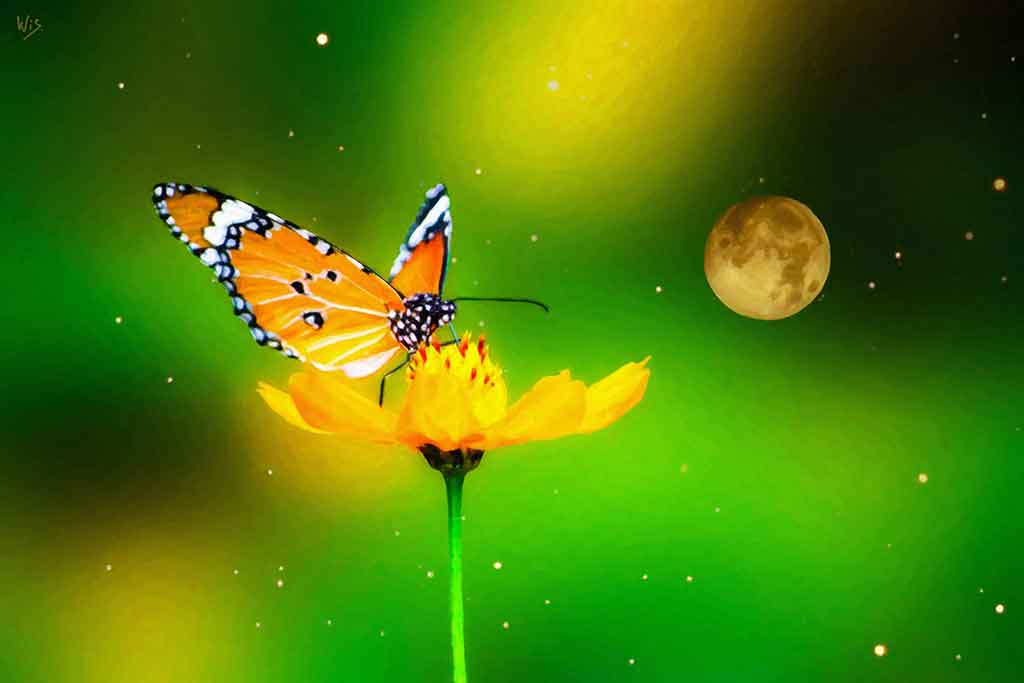 Yellow butterfly on red flower under golden moon; painting by Wiesław Sadurski