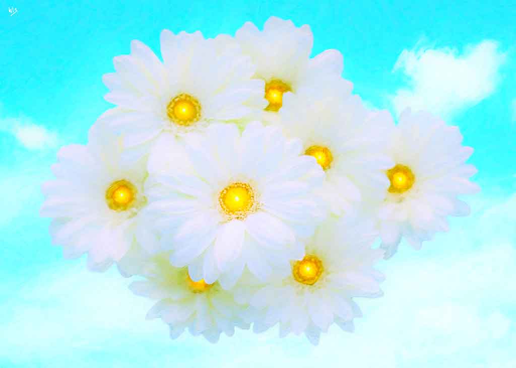 Sun white Flowers in the blue Sky have tiny suns in their hearts; by Wiesław Sadurski