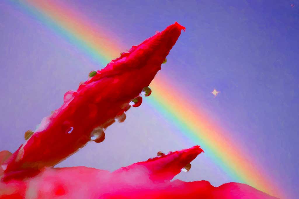 Vibrant red buds glistening with raindrops under a rainbow-lit sky.