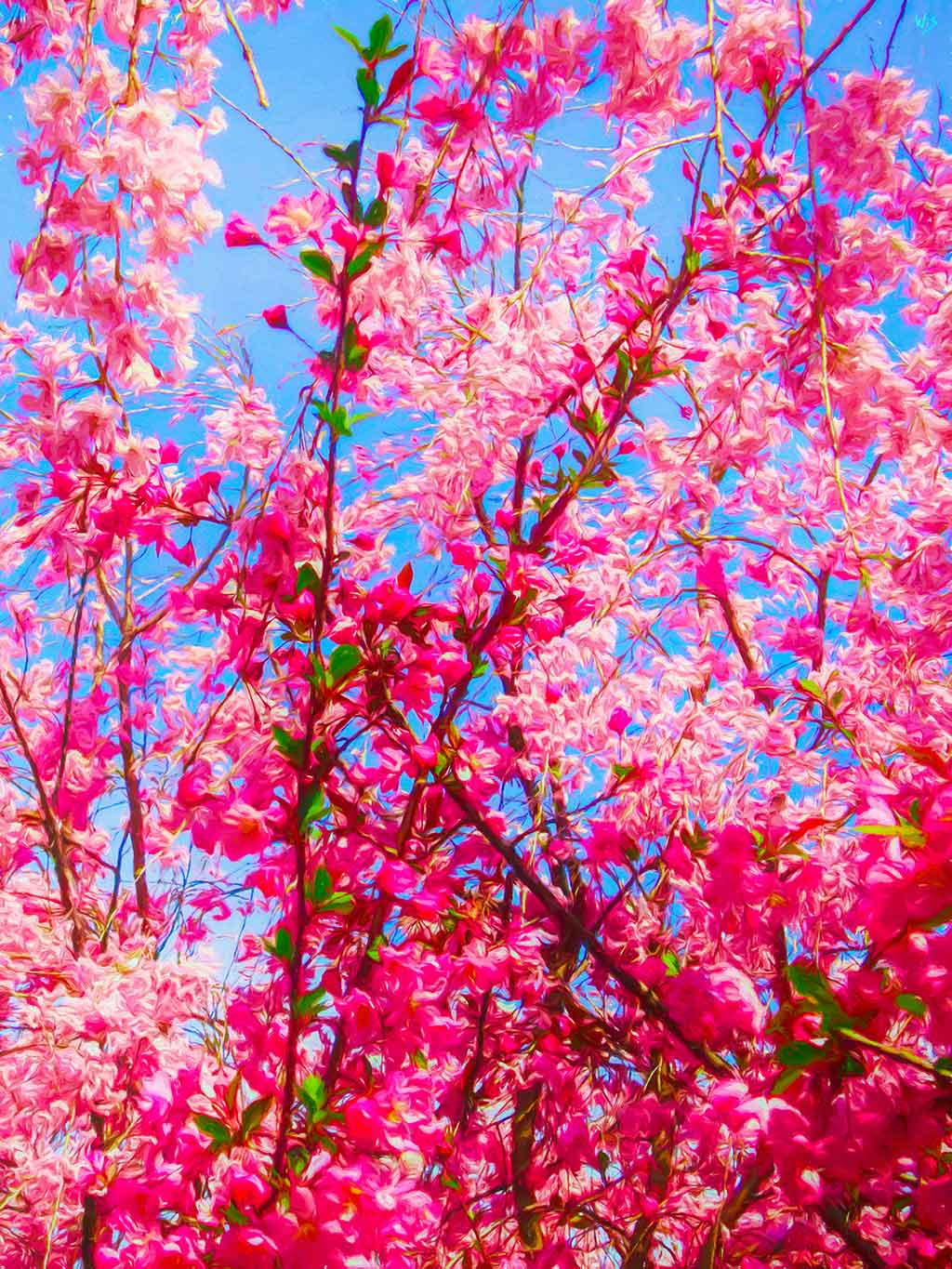 Cherry branches full of flowers shining pink against blue sky in the back; by Wiesław Sadurski