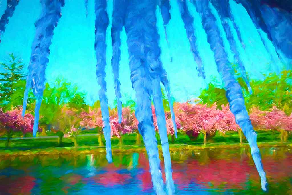 Row blooming cherries and greens reflects in pond under blue sky; seen through large icicles