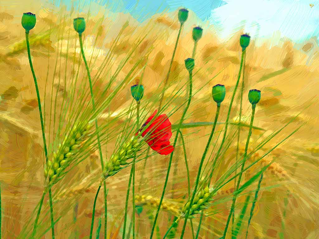 The cereal ripens to harvest, with one red poppy flower between the ears; painting by Wiesław Sadurski