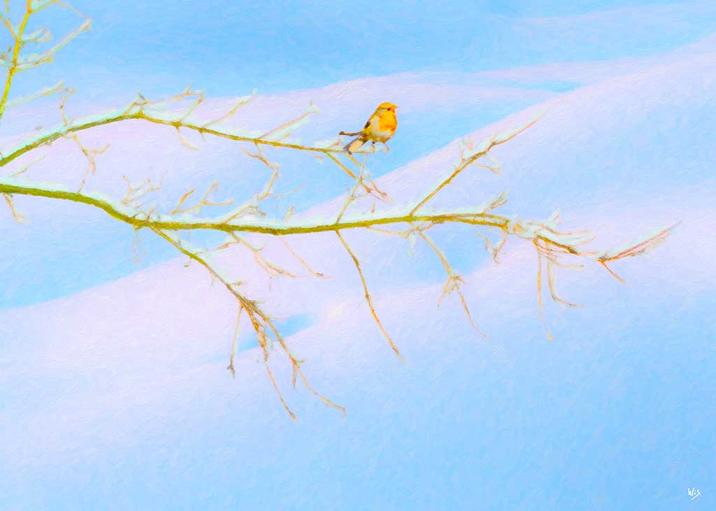 Winter Twig Snow; by Wiesław Sadurski