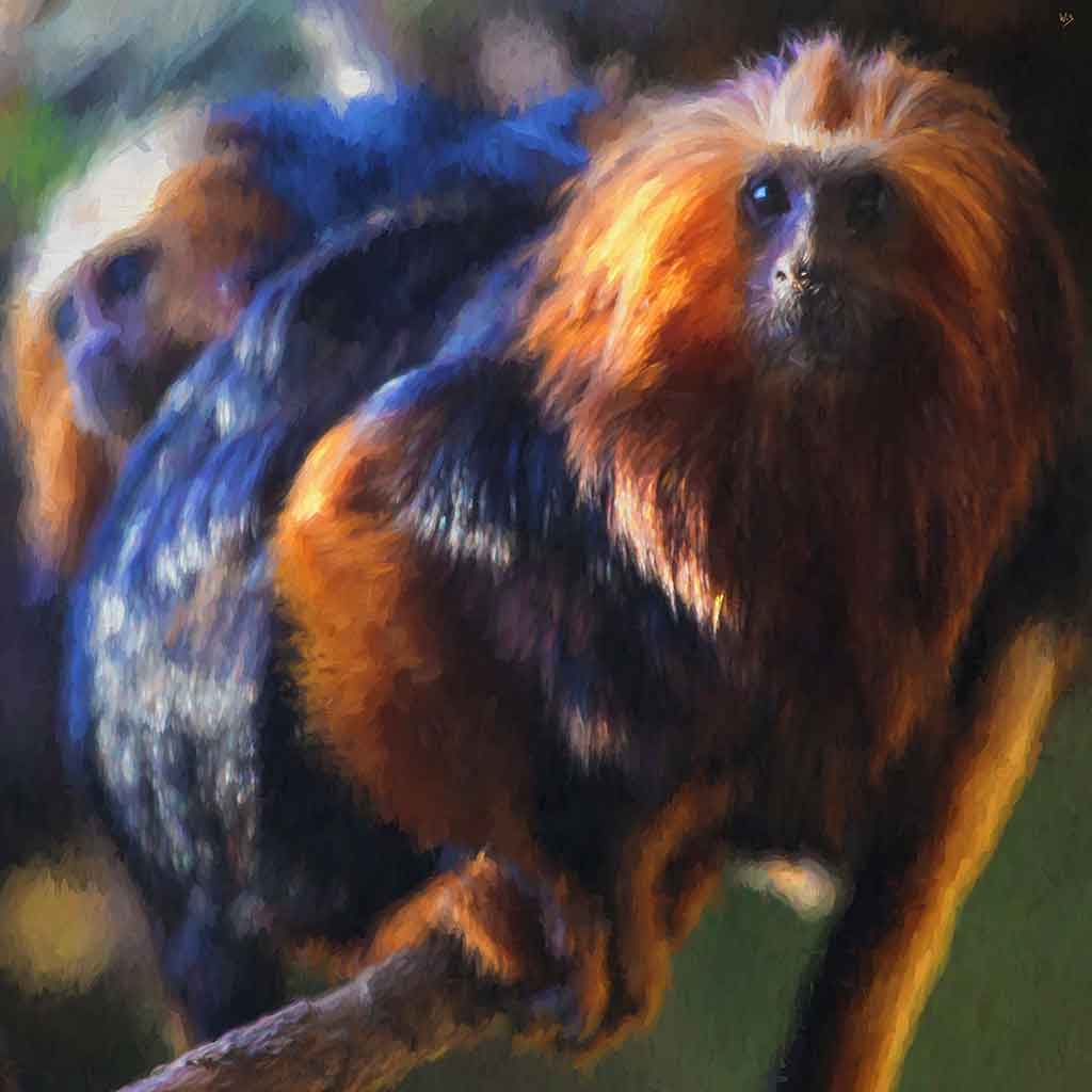 Vibrant art canvas print of Lion Tamarins, showcasing their playful nature and expressive eyes.