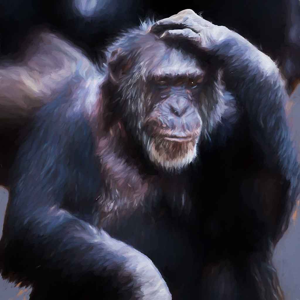 Detailed portrait of an old Chimpanzee on canvas, capturing its wise and contemplative gaze.