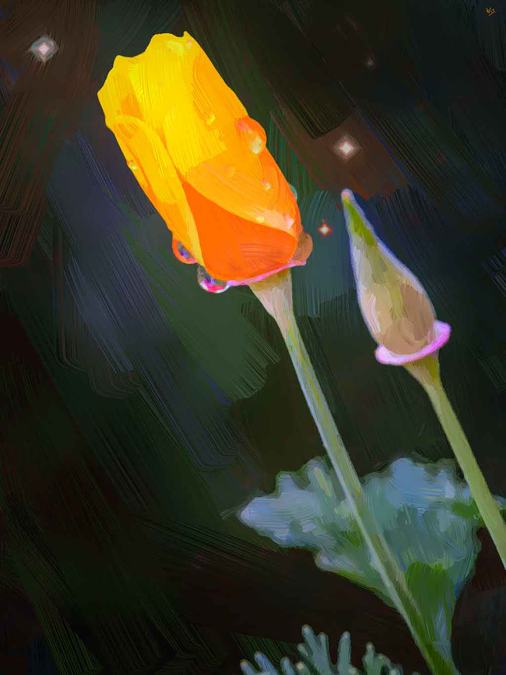 Young orange poppy, dew drops on flower, violent spaces stars in background; by Wiesław Sadurski