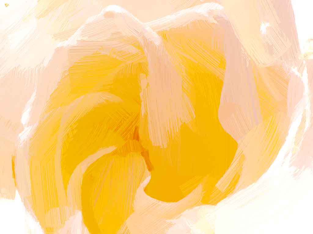 Huge yellow-golden-white rose that fills the entire painting surface; by Wiesław Sadurski.