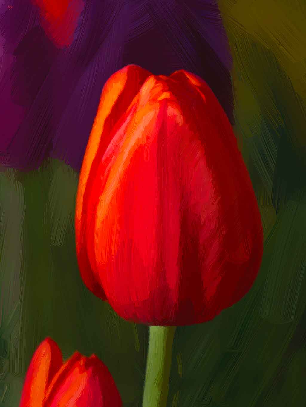 A single bud of a red Tulip opens into space of dark solitary green and deep feeling purple.