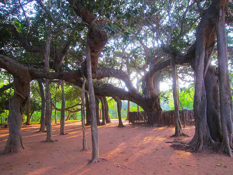 Auroville Banyan Tree, photo by Wiesław Sadurski