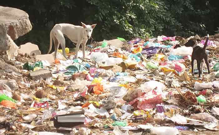 Dogs on indian garbage, photo by Wiesław Sadurski