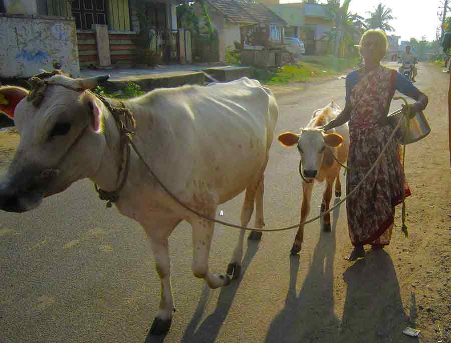 Indian Lady with Cow and Calf, photo by Wiesław Sadurski