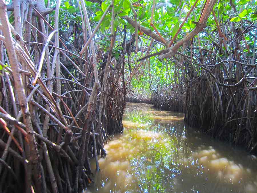 Mangroves, photo by Wiesław Sadurski