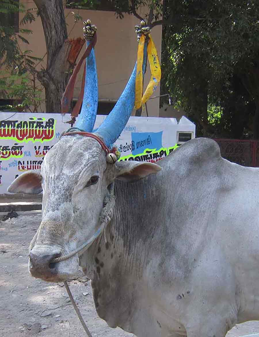 Nandin Shiva Bull, photo by Wiesław Sadurski