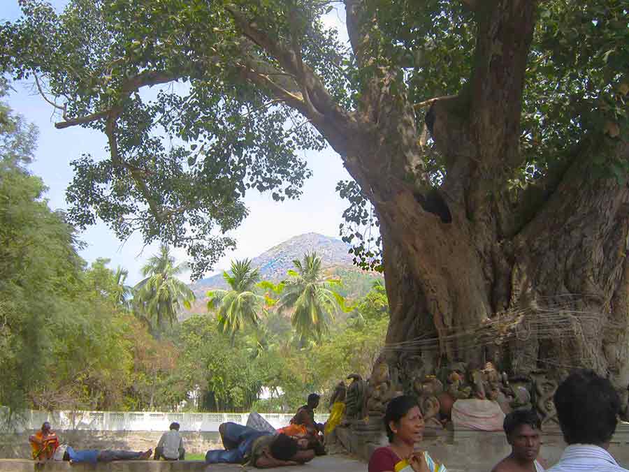 Arunachala behind the tree
