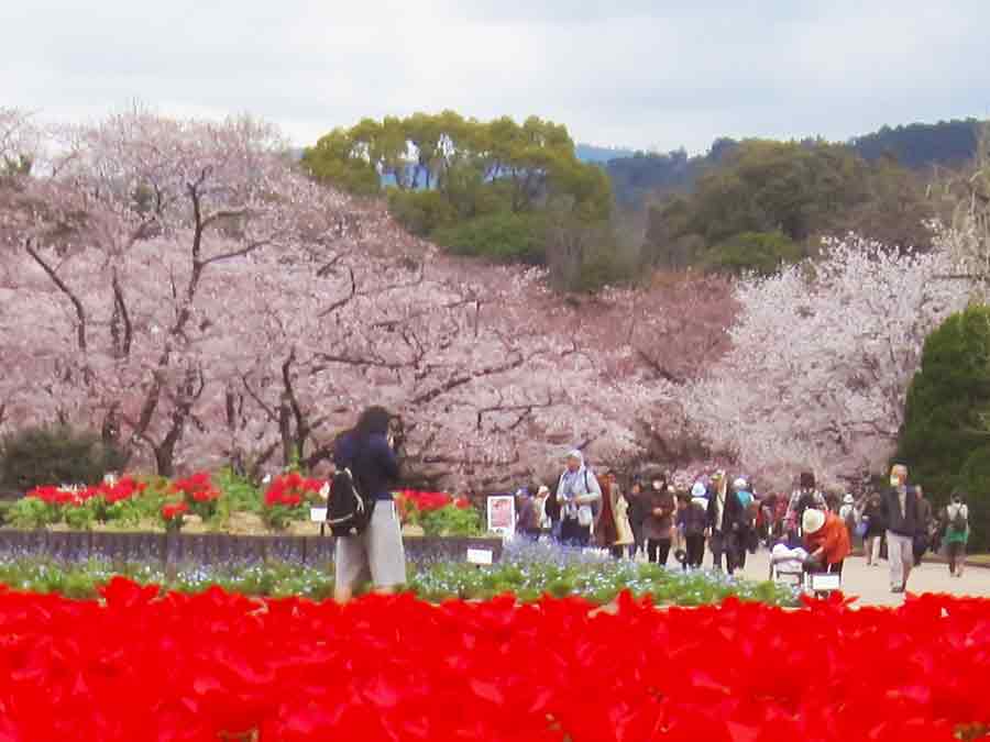 Blossoming Botanic Garden Kyoto, photo by Wiesław Sadurski