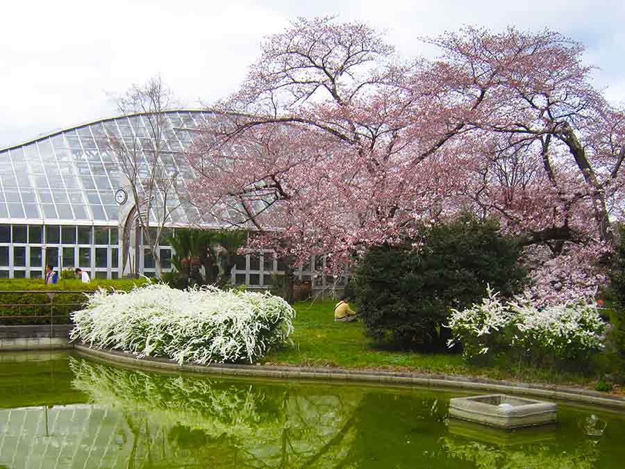 Botanic Garden Pavilion in flowering Kyoto, photo by Wiesław Sadurski