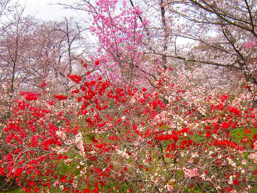 Botanic Garden Kyoto, photo by Wiesław Sadurski