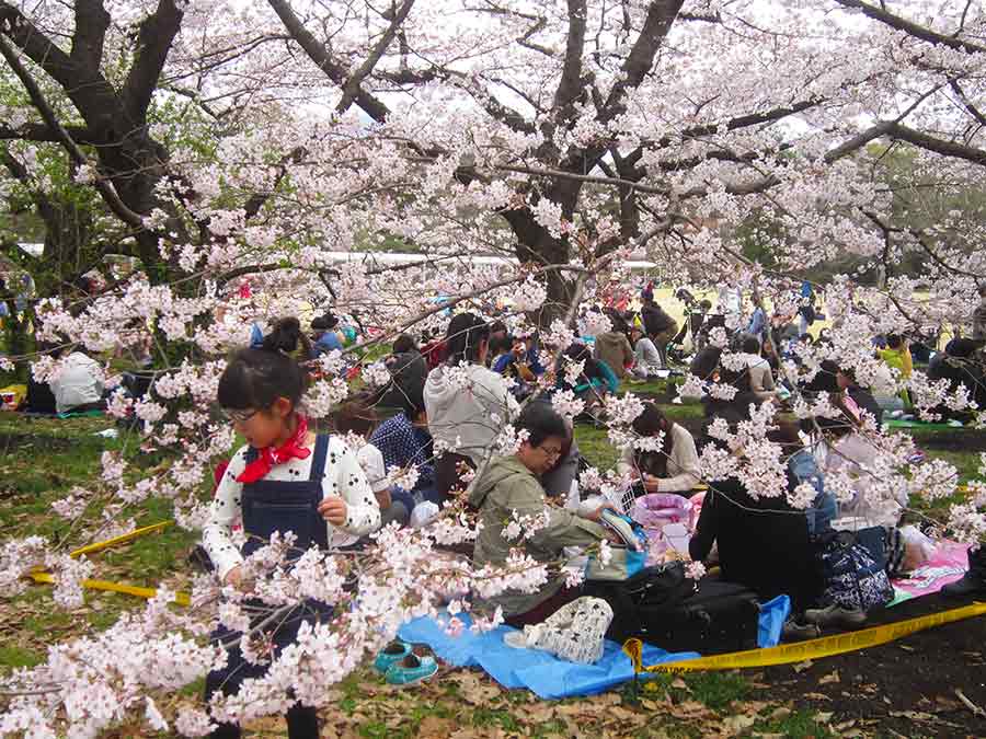 Picnic under weeping cherries in Botanic Garden Kyoto, photo by Wiesław Sadurski