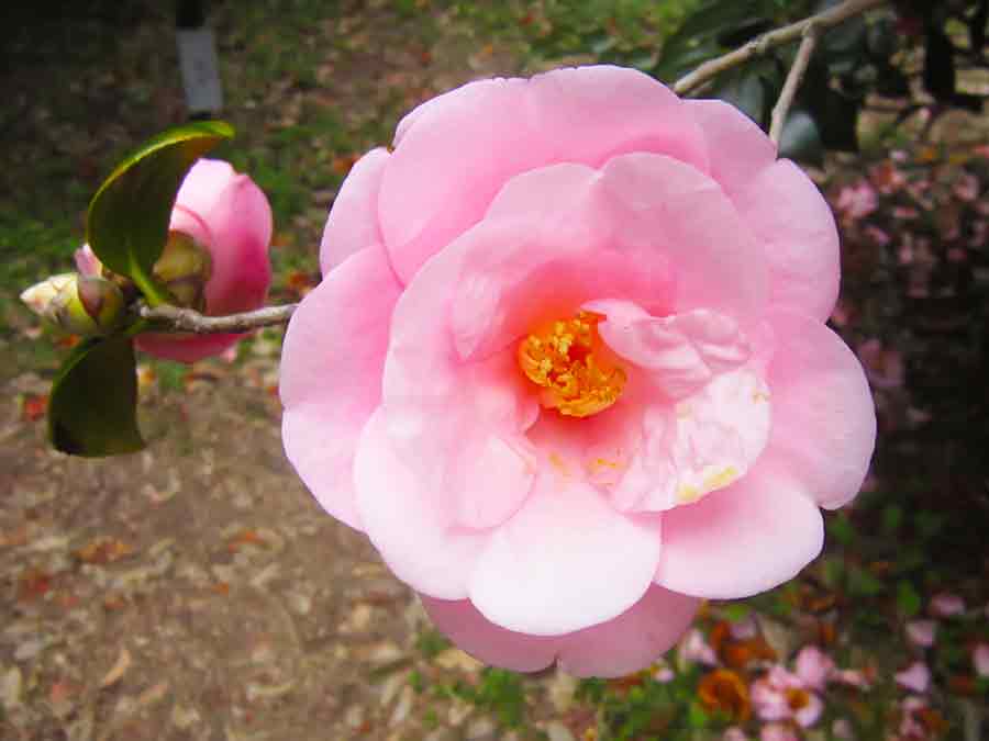 Pink Camellia Flower in Botanic Garden Kyoto, photo by Wiesław Sadurski