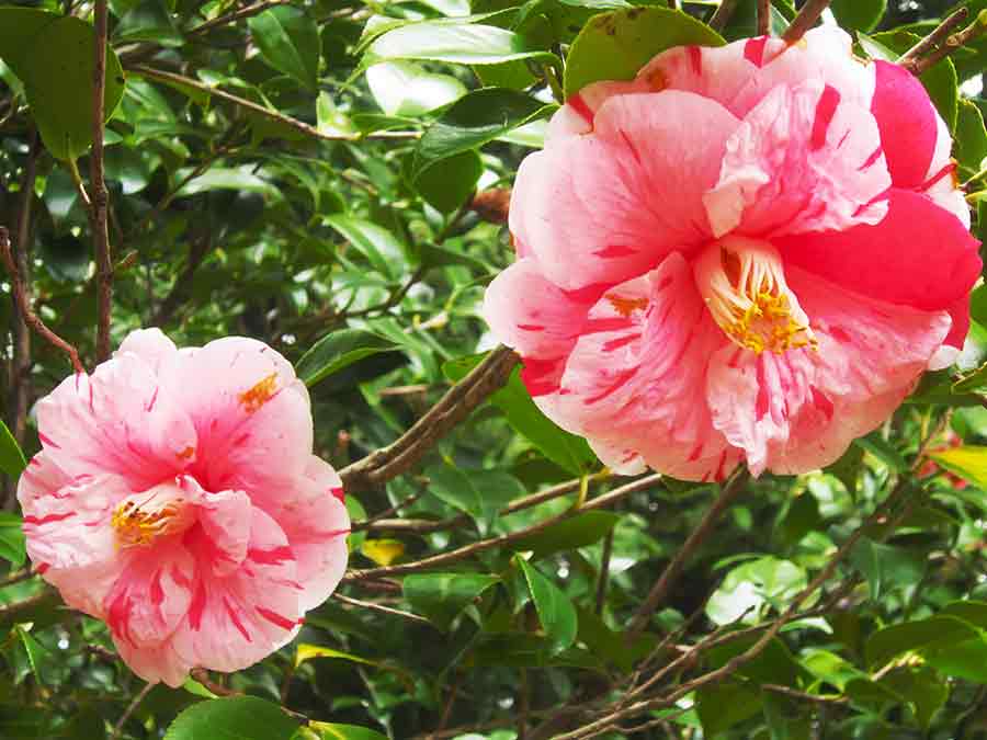 White-pink Camellia Flowers in Botanic Garden Kyoto, photo by Wiesław Sadurski