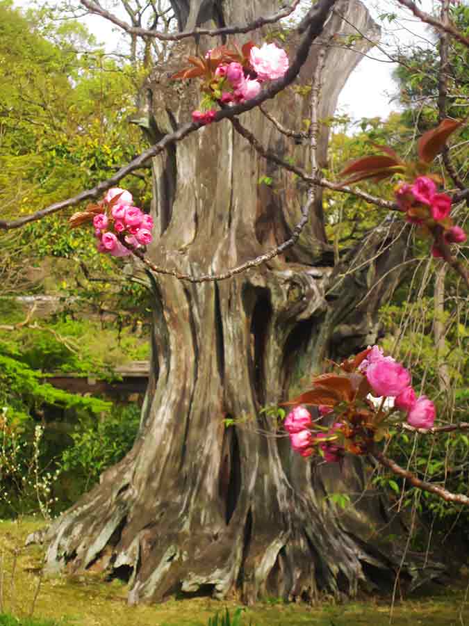 Cherry flowers and Dead Tree, Shosei-en Garden Kyoto, photo by Wiesław Sadurski