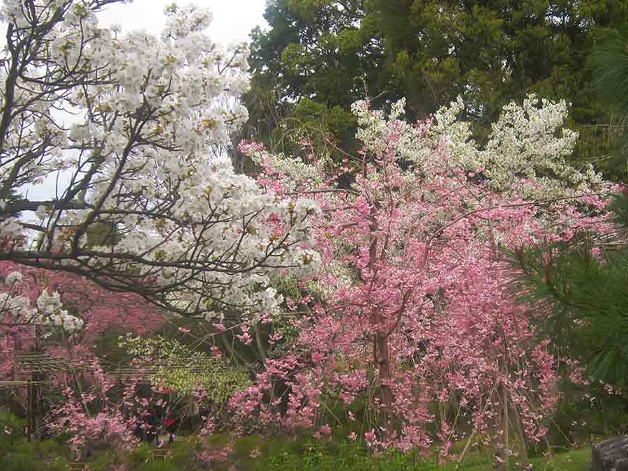 Trees flowering in Heian Garden Kyoto, photo by Wiesław Sadurski