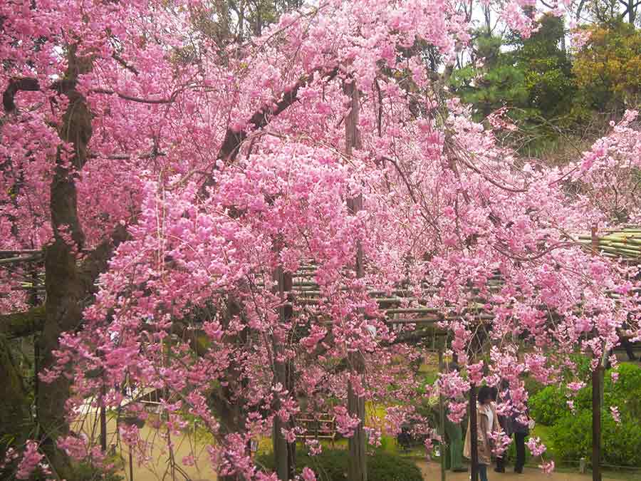Weeping cherry tree flowering in Heian Garden Kyoto, photo by Wiesław Sadurski