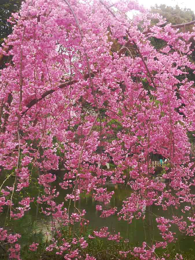 Weeping Cherry flowering in Heian Garden Kyoto, photo by Wiesław Sadurski
