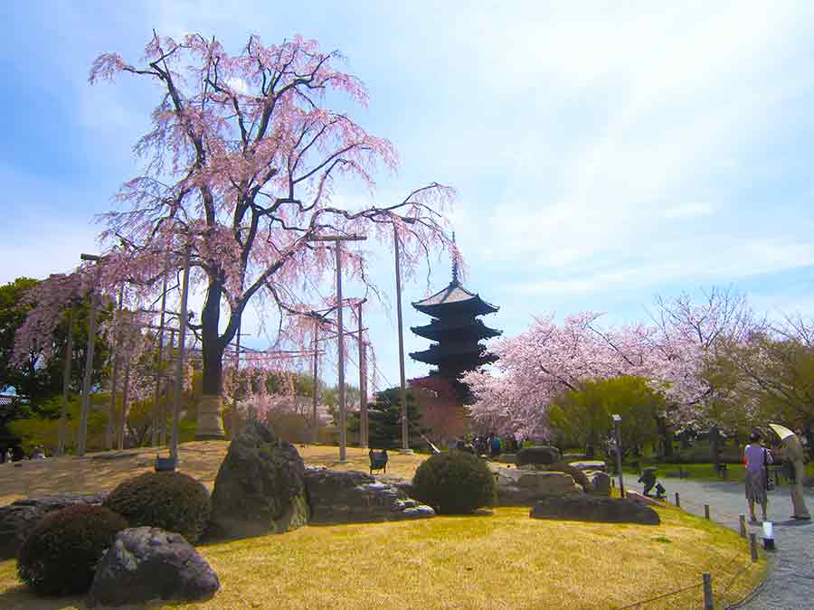 Giant cherry tree and pagoda in Toji Garden Kyoto, photo by Wiesław Sadurski