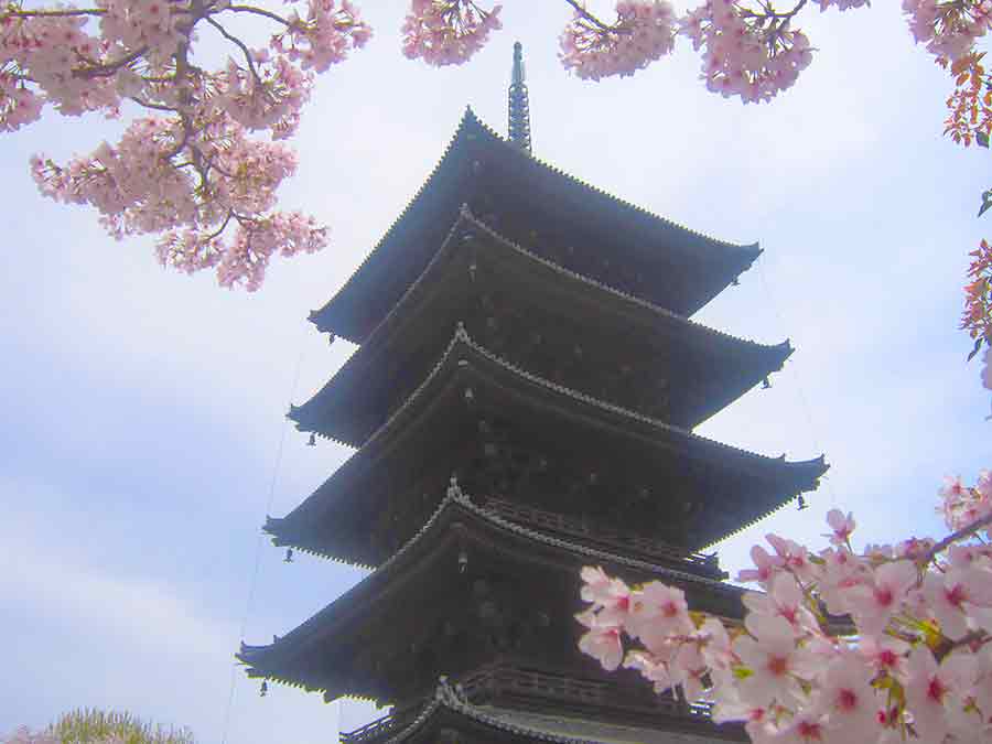 Pagoda and cherry flowers in Toji Garden Kyoto, photo by Wiesław Sadurski
