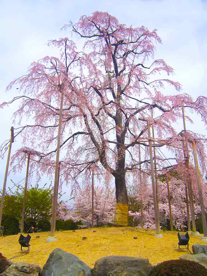 Giant cherry tree blooming in Toji Garden Kyoto, photo by Wiesław Sadurski