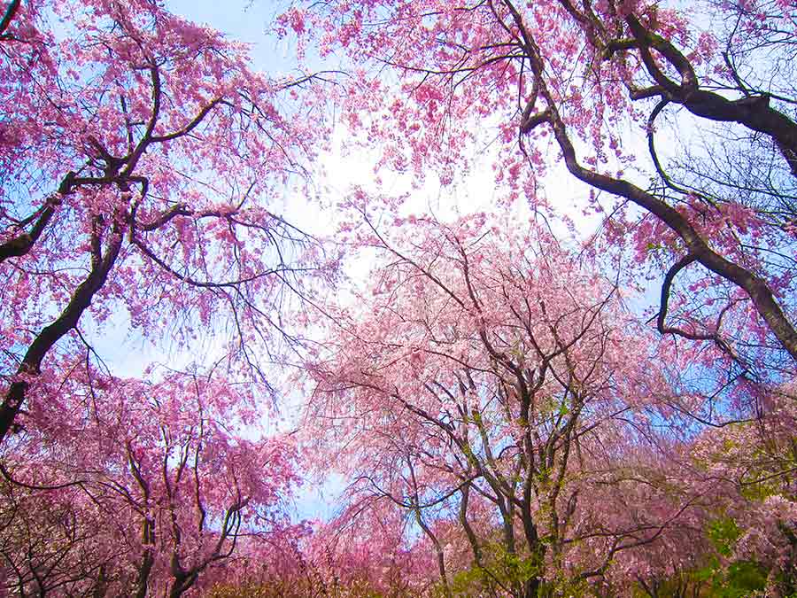 Flowering trees against blue sky, Haradani Garden in Kyoto, photo by Wiesław Sadurski