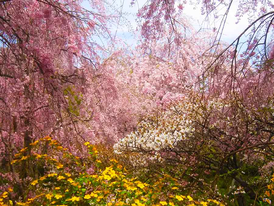 All trees flowering in Haradani Garden Kyoto, photo by Wiesław Sadurski