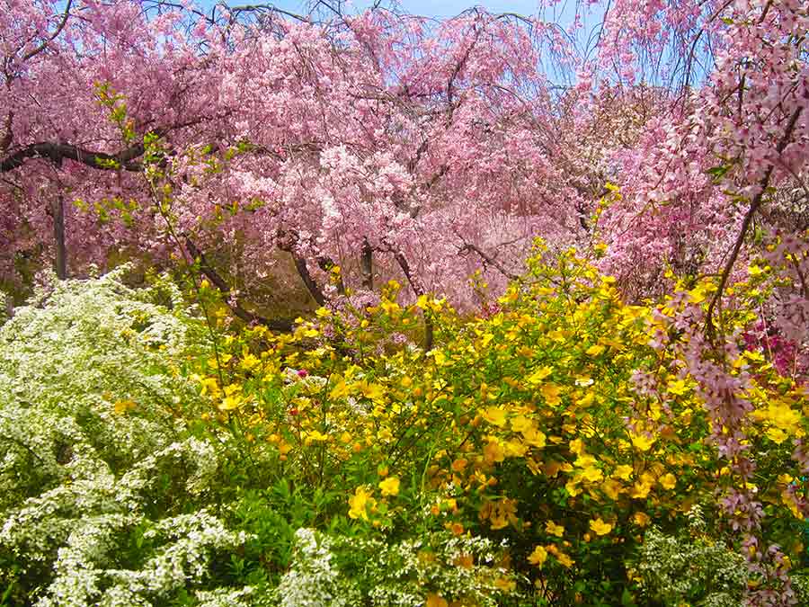 Flowering Haradani Garden in Kyoto, photo by Wiesław Sadurski