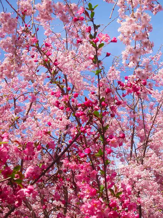 Cherry trees blossoming in Haradani-en Garden Kyoto, photo by Wiesław Sadurski