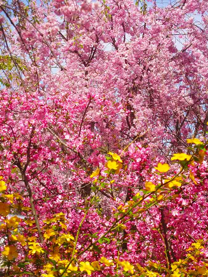 Great blossoming in Haradani Garden Kyoto, photo by Wiesław Sadurski