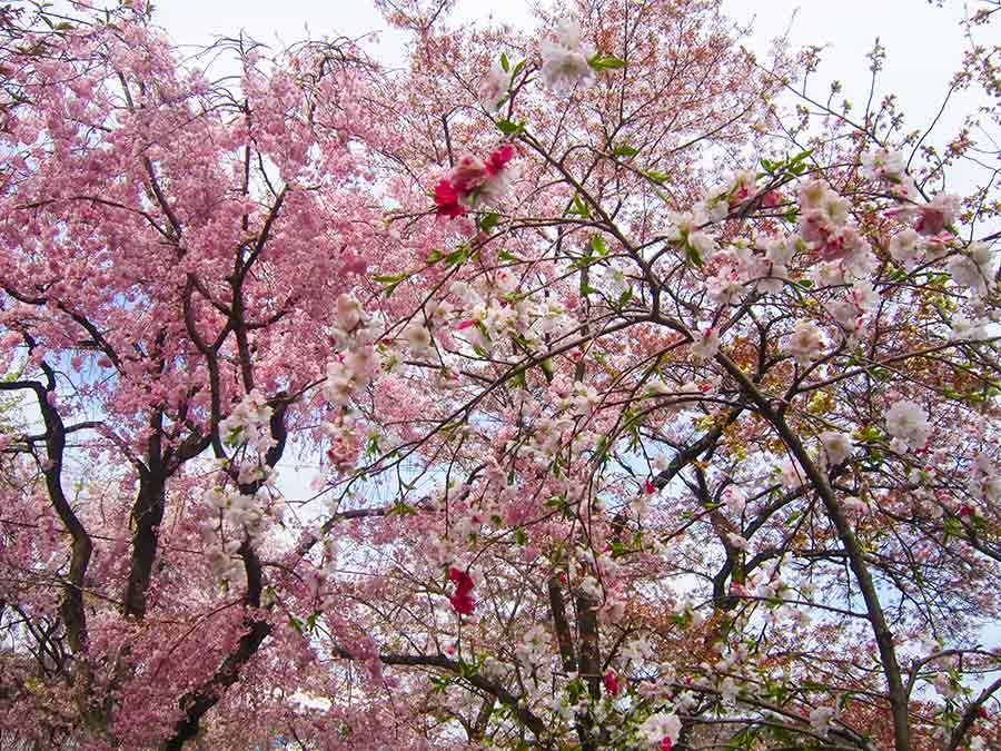 Cherry trees flowering in Haradani Garden Kyoto, photo by Wiesław Sadurski