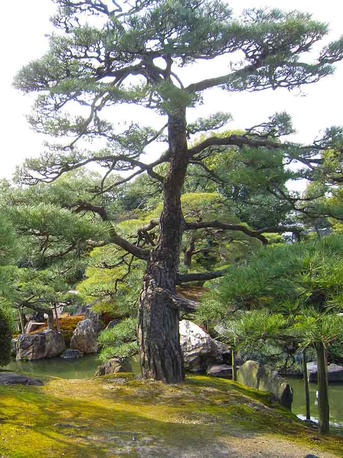 Great Tree Nijo-jo Garden Kyoto, photo by Wiesław Sadurski